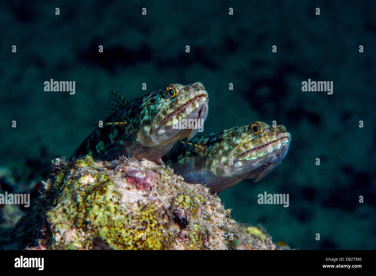 A pair of Whitespotted Goby with sharp teeth patrolling their territory on a tropical coral reef. Stock Photo