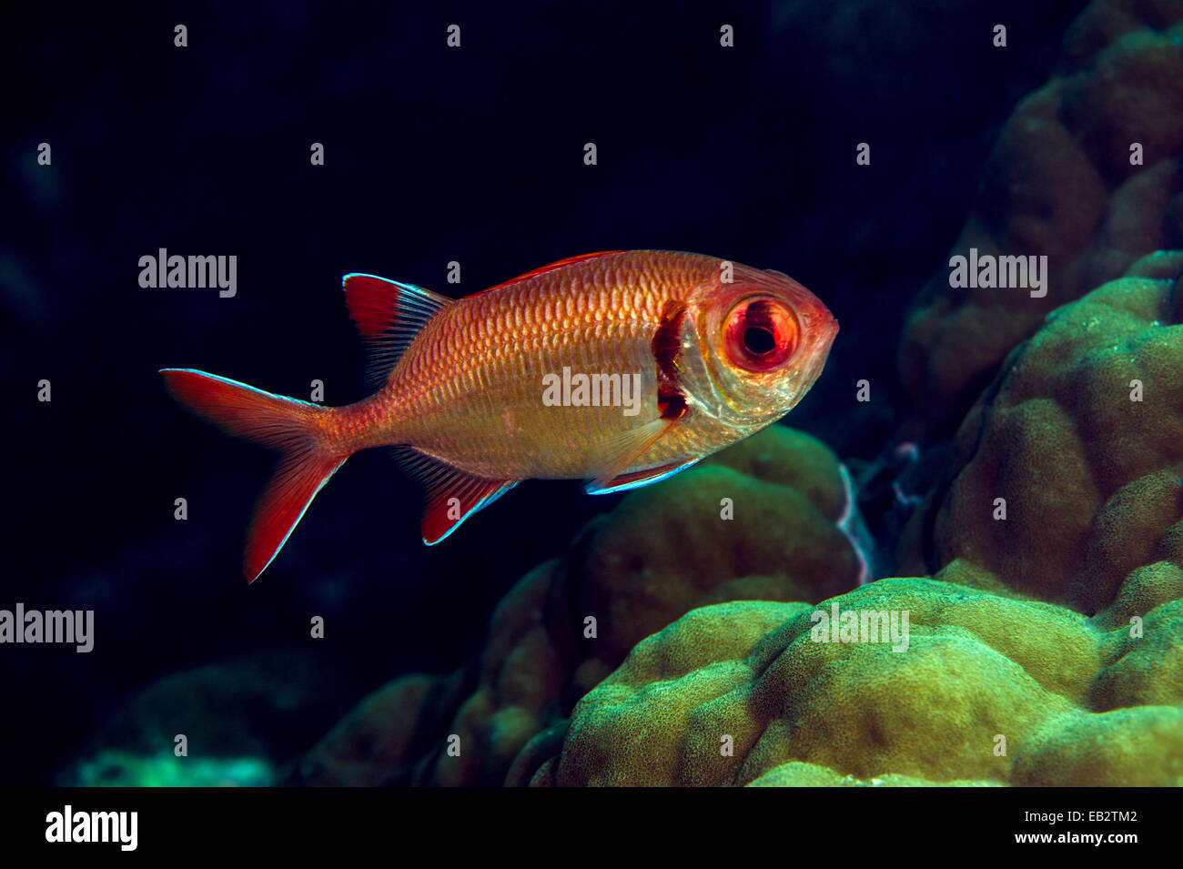 A bright orange Shoulderbar Soldierfish swimming past a tropical coral reef at sunset. Stock Photo