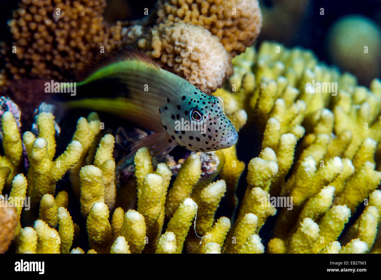 A Blackside hawkfish with a spotted face patrols it's territory on a tropical reef from a perch on a hard coral. Stock Photo