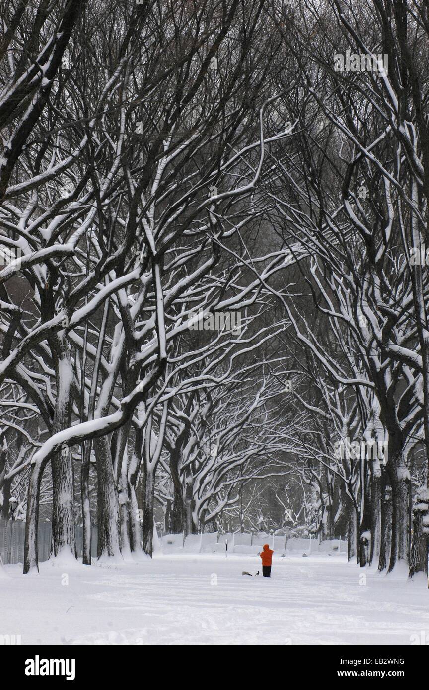 A person under a canopy of snow laden trees in Central Park. Stock Photo