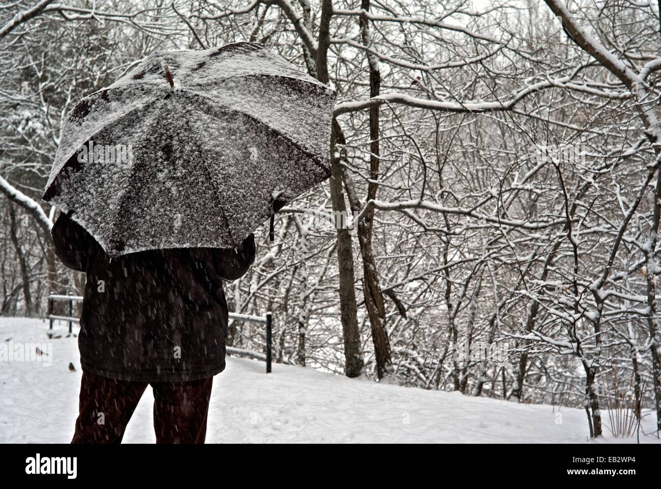 A man walks under an umbrella below snow laden trees in Central Park. Stock Photo