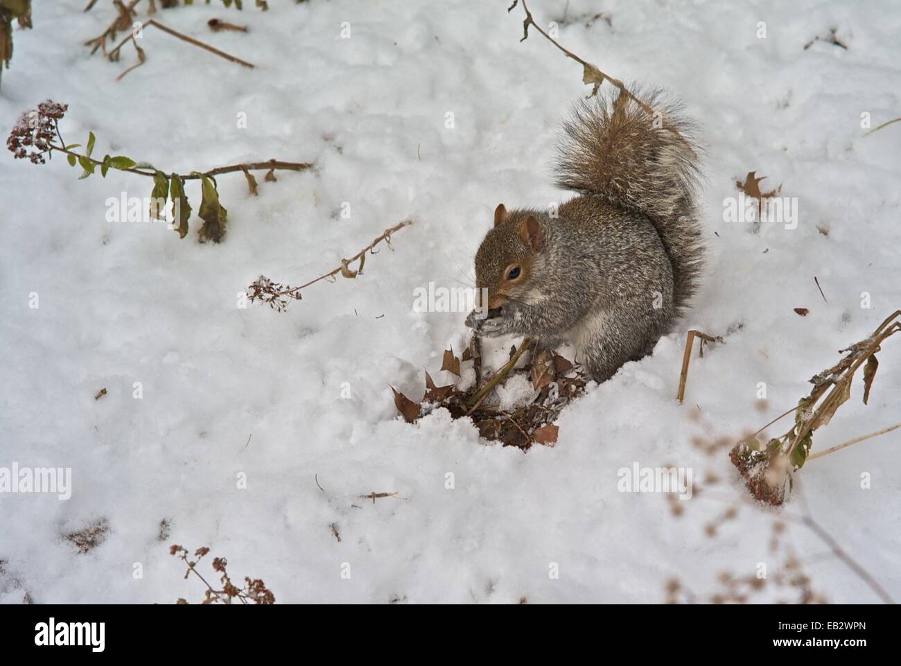 Squirrels in new york hires stock photography and images Alamy