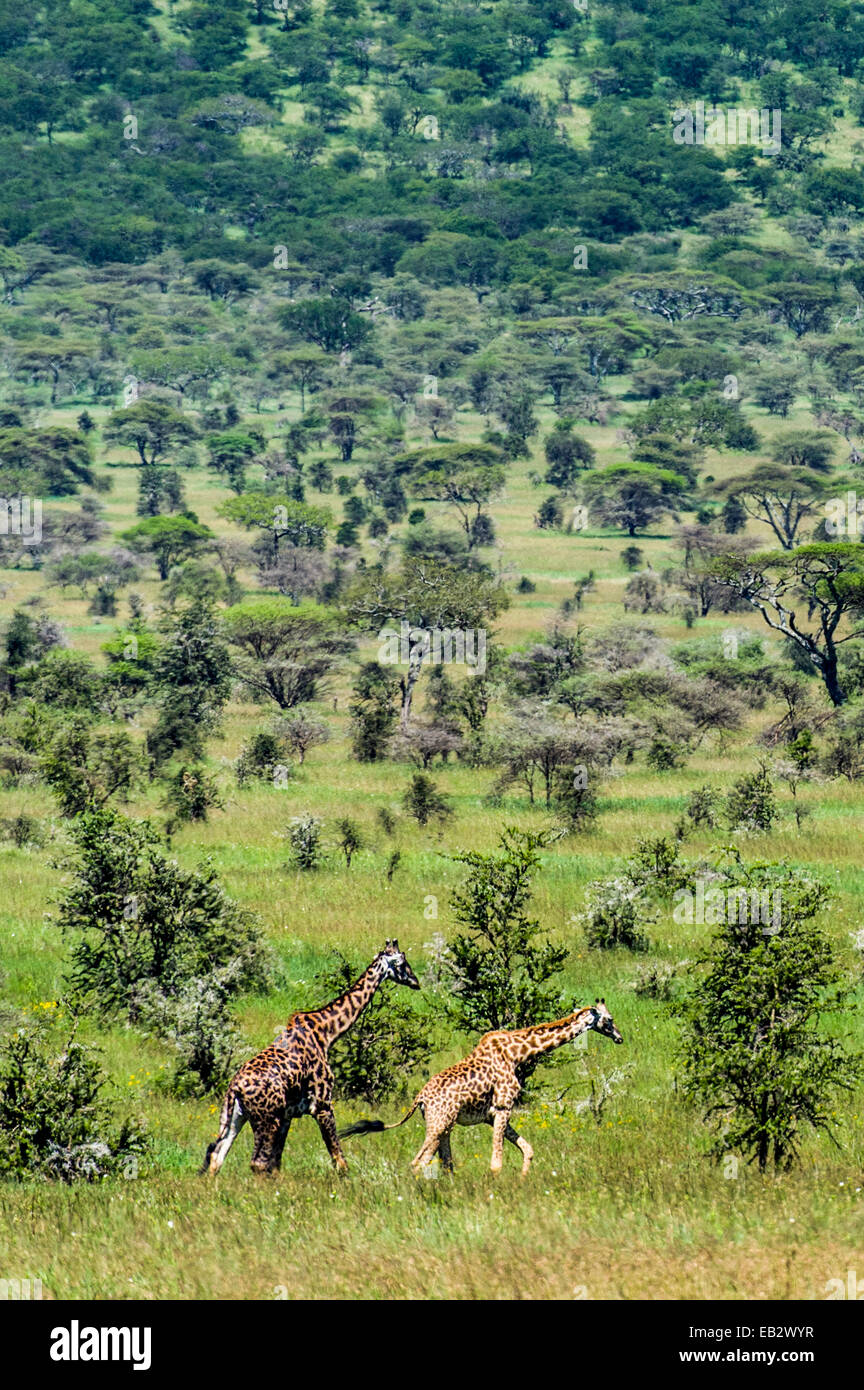 A bull giraffe following a doe in estrus on an open acacia woodland. Stock Photo