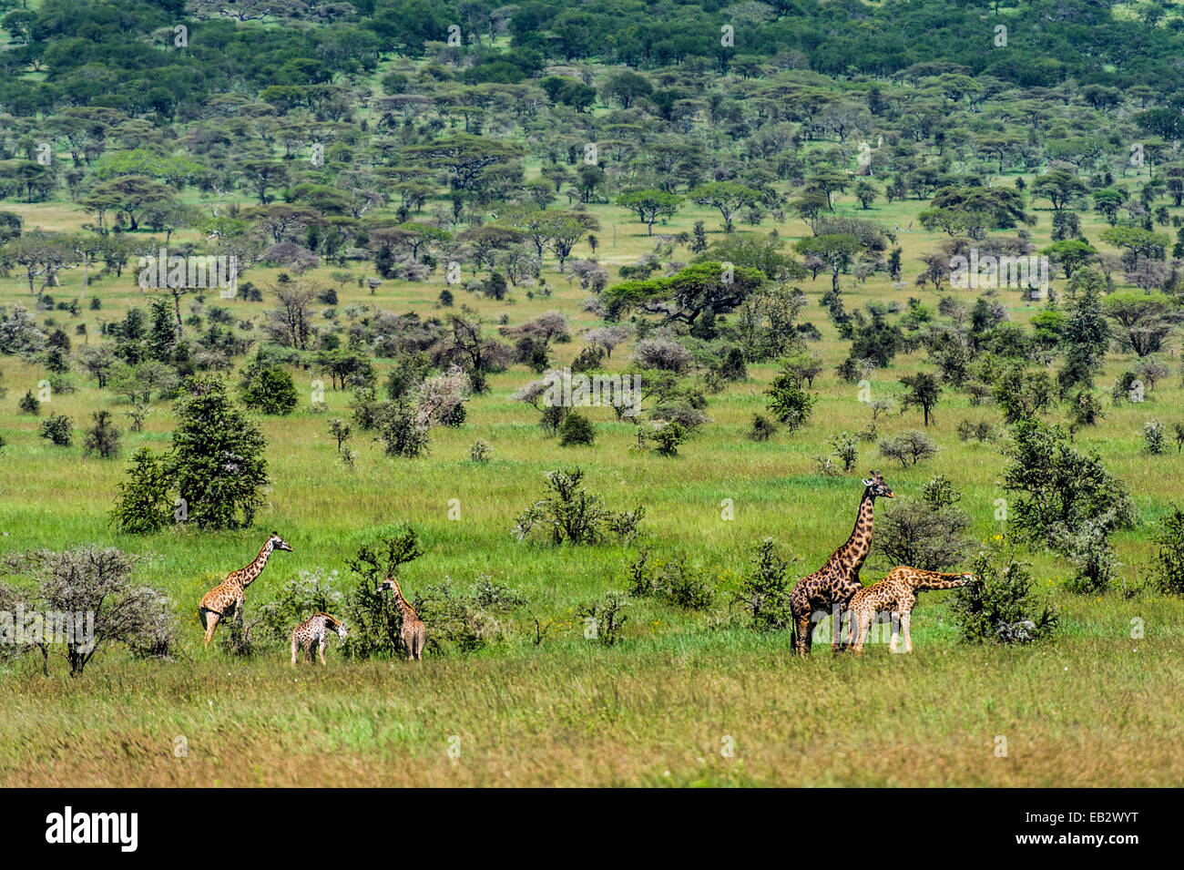 A herd of giraffe feeding on an open acacia woodland with a bull following a doe in estrus. Stock Photo