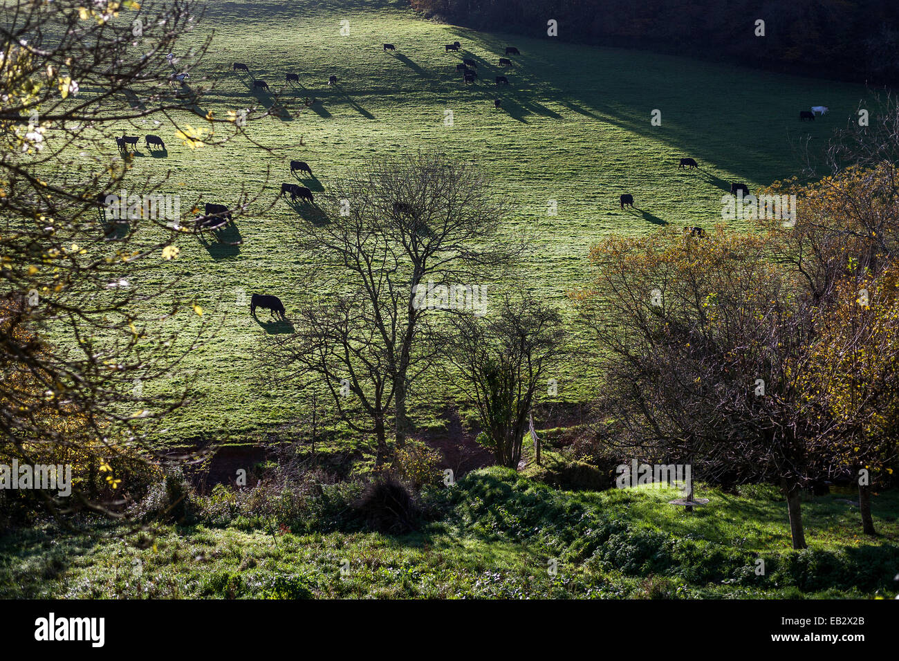 Livestock in frosty devon fields hi-res stock photography and images ...