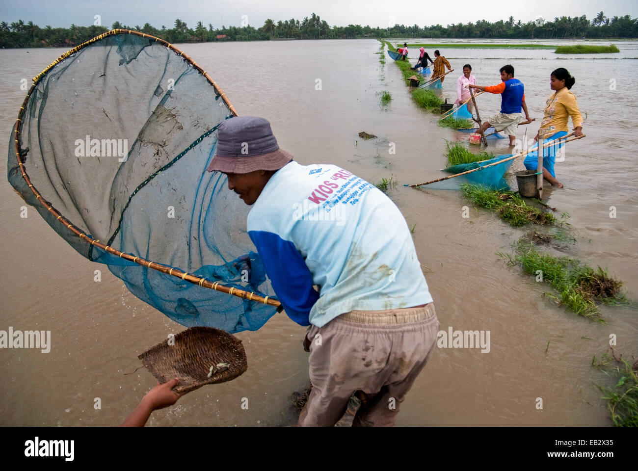 Local farmers in West Java fishing with fish nets, an alternative for food when their rice fields flooded during monsoon. Stock Photo