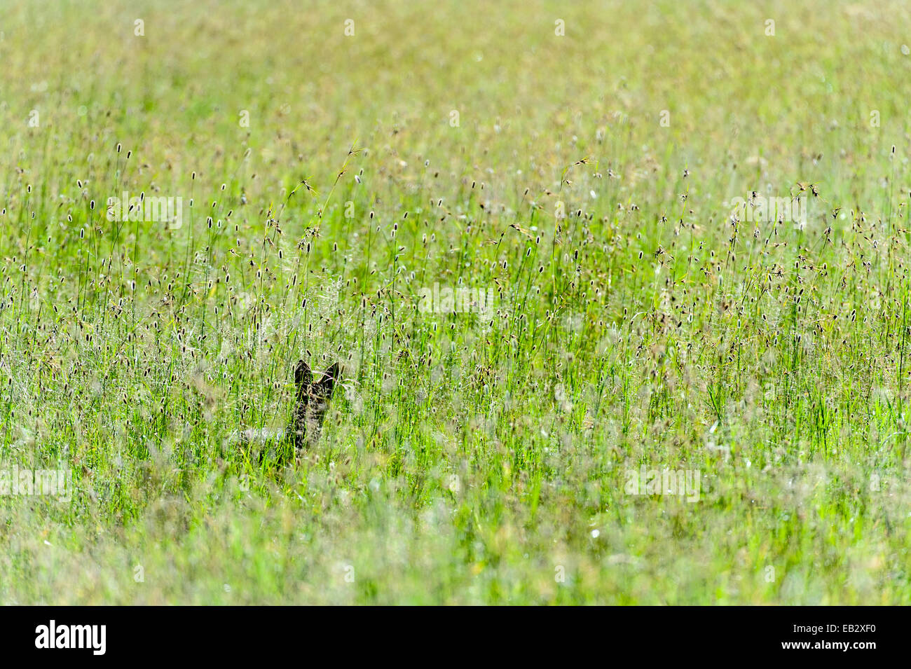 An alert Black-backed Jackal pokes up above seeding grasses while hunting on a savannah plain. Stock Photo