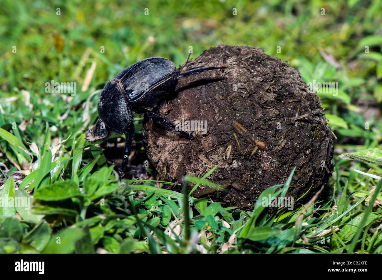 A Dung Beetle rolls a ball of feces across the short grass savannah