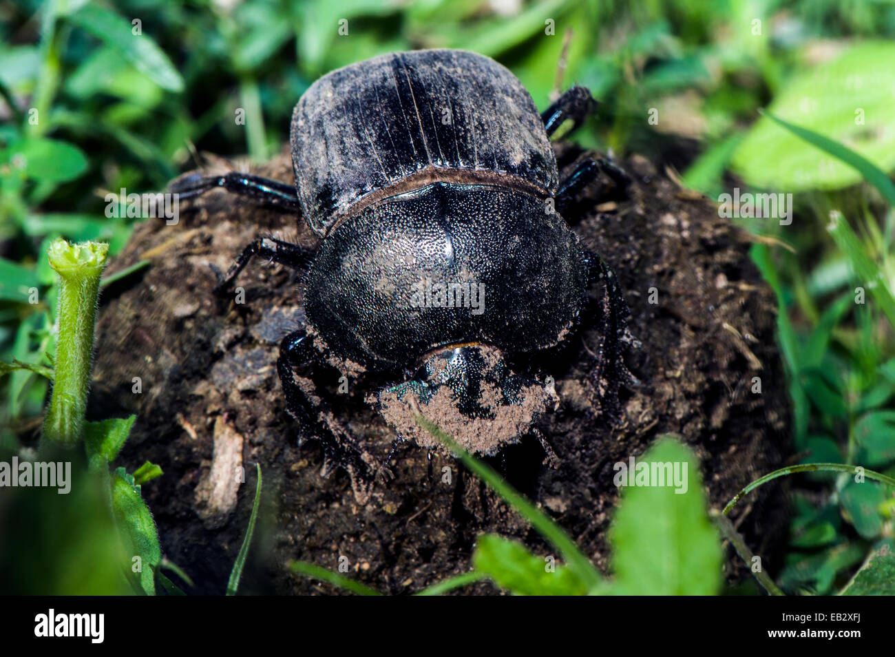 A Dung Beetle rolls a ball of feces across the short grass savannah. Stock Photo