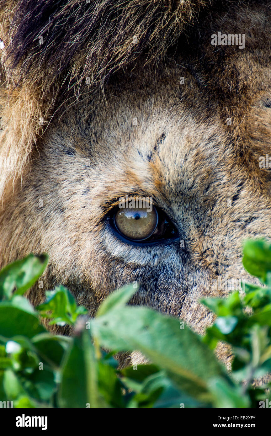 A male African Lion hunting from a hiding place beside a small water hole on a vast savannah plain. Stock Photo