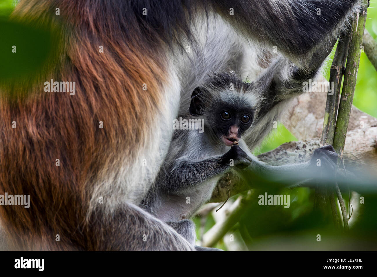 A Zanzibar Red Colobus chewing on a branch in a Coral Rag Forest with its mother. Stock Photo