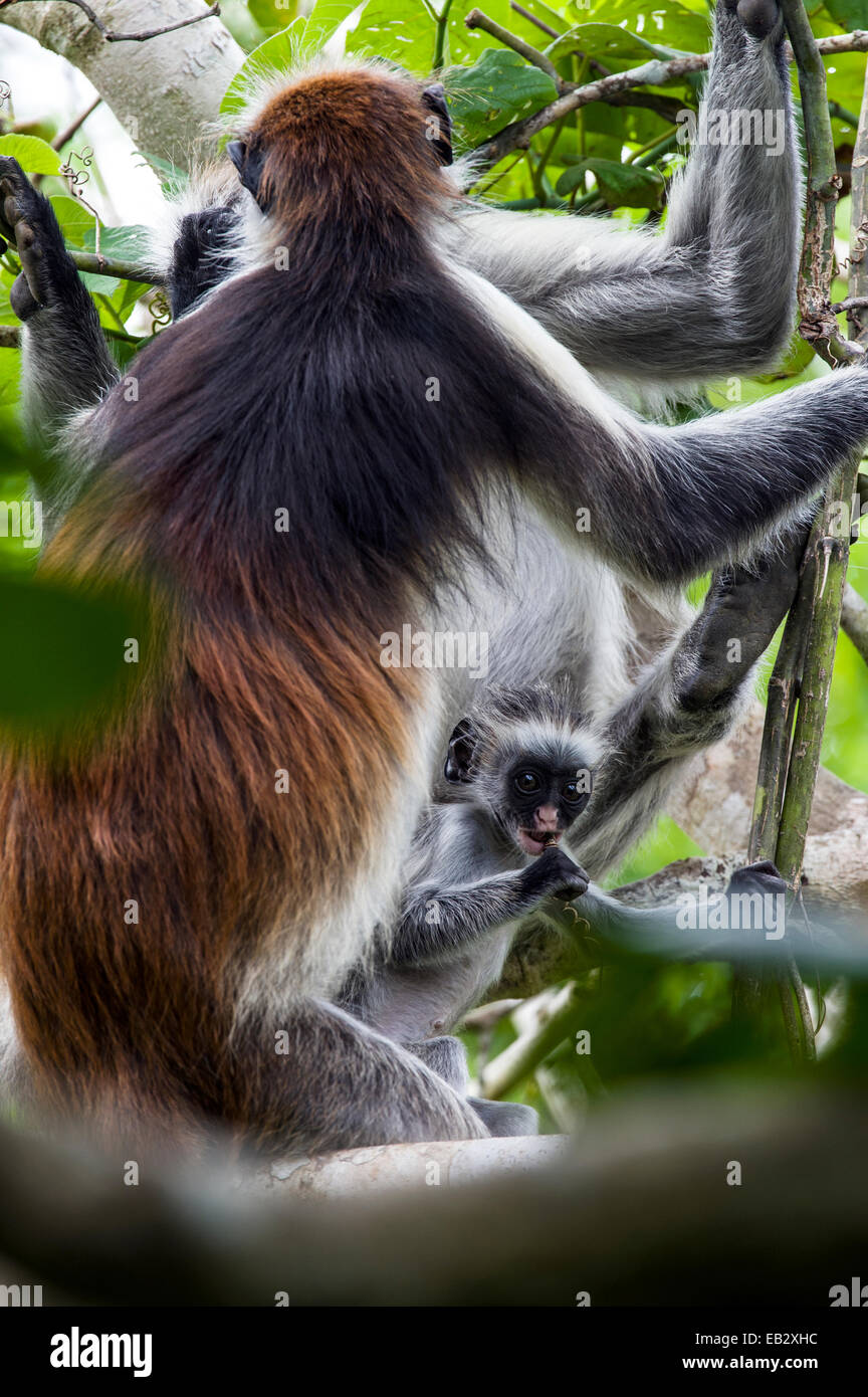 A Zanzibar Red Colobus infant chewing on a branch in a Coral Rag Forest with it's mother. Stock Photo