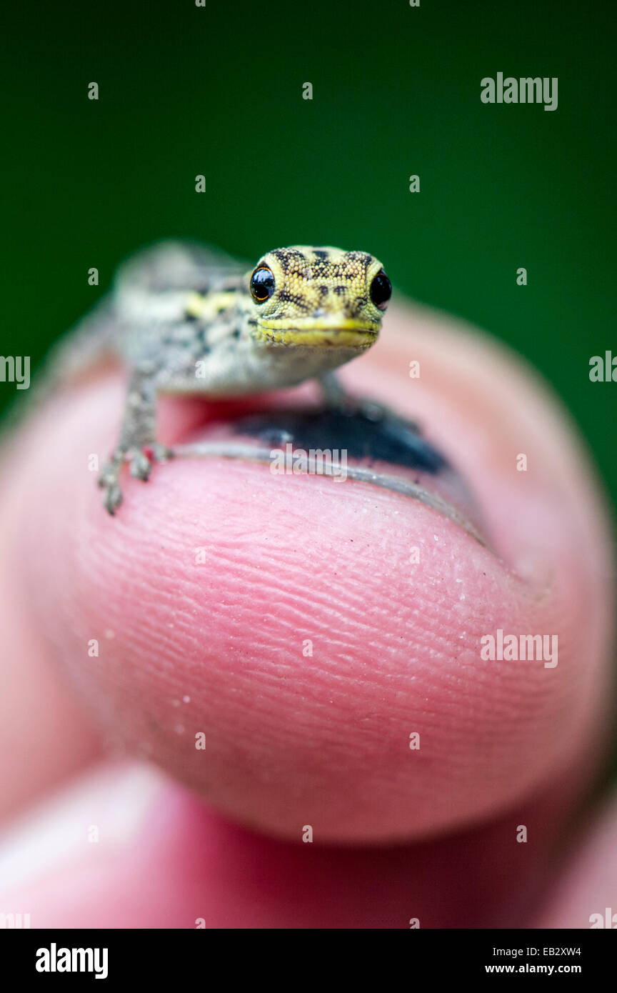 A Yellow-headed Dwarf Gecko clinging to a human fingertip with its toes. Stock Photo