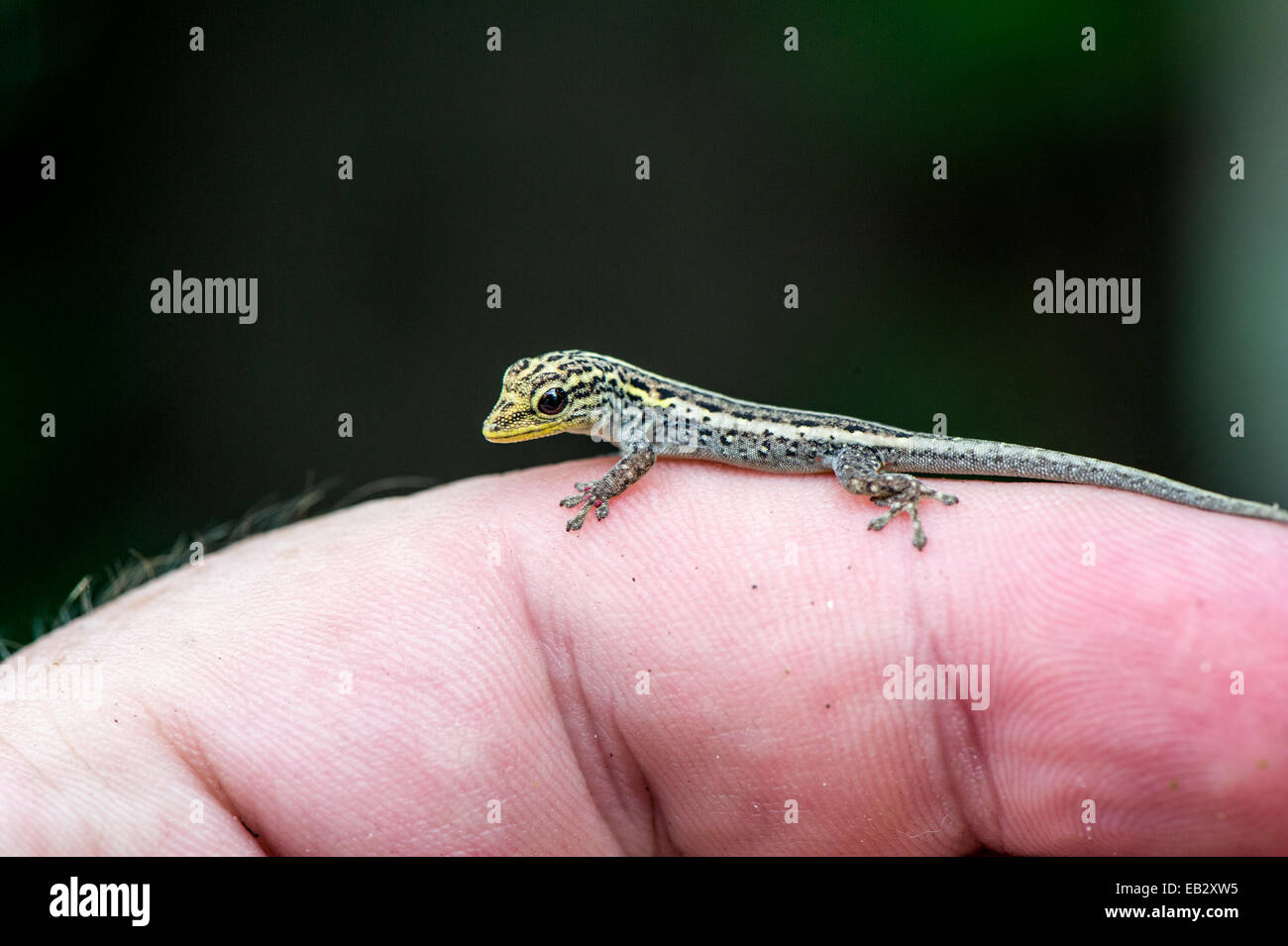 A Yellow-headed Dwarf Gecko clinging to a human fingertip with its toes. Stock Photo