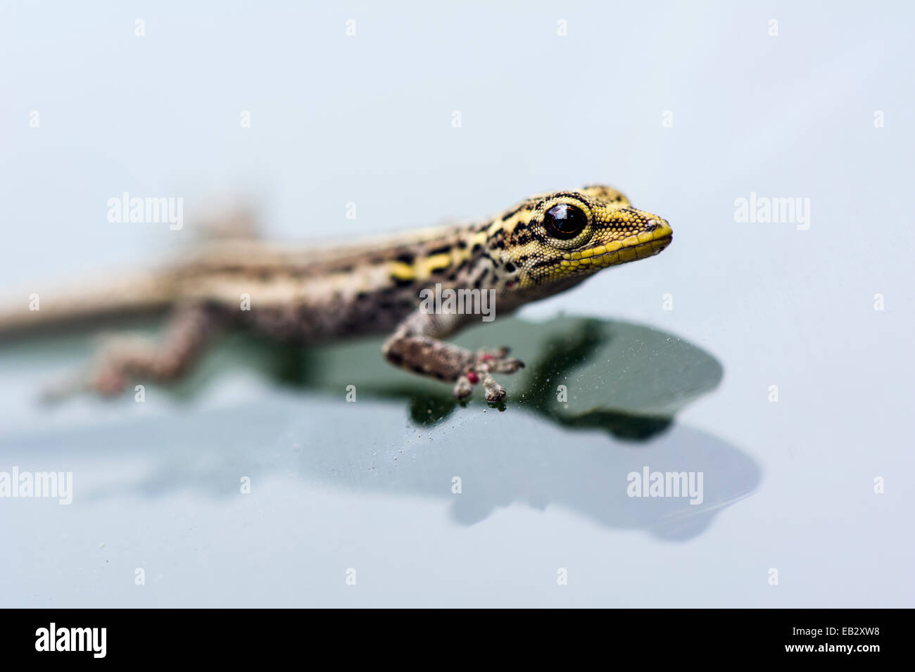 A Yellow-headed Dwarf Gecko clinging to the glass of a vehicle windshield. Stock Photo