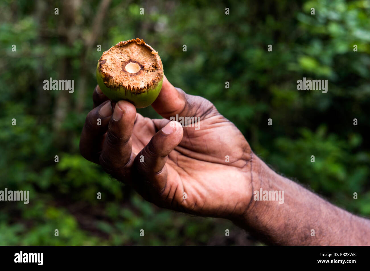 A national park guide displays a seed pod eaten by a Zanzibar Red Colobus in a Coral Rag Forest. Stock Photo