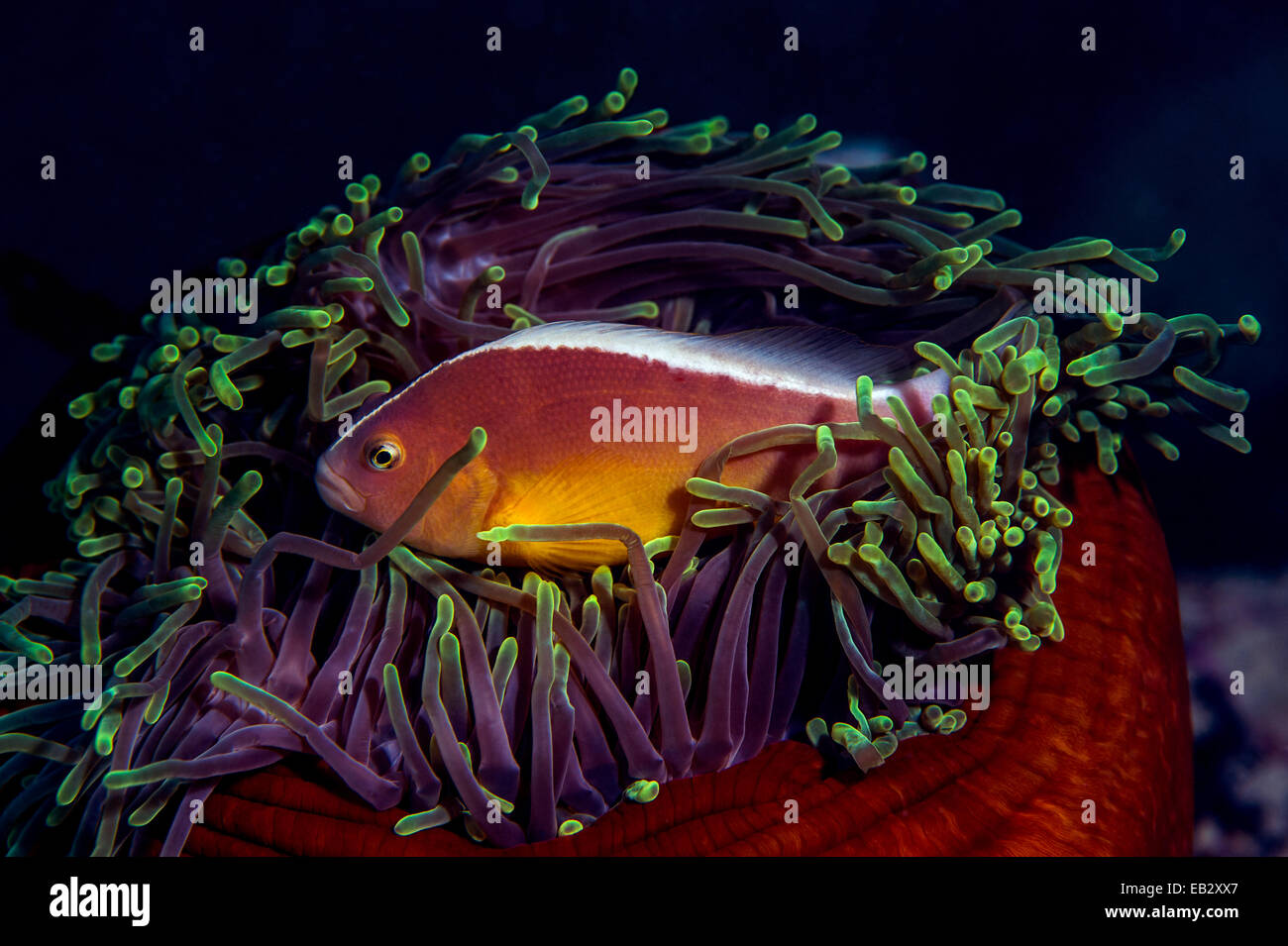 A skunk anemonefish swimming among the stinging tentacles of its anemone. Stock Photo