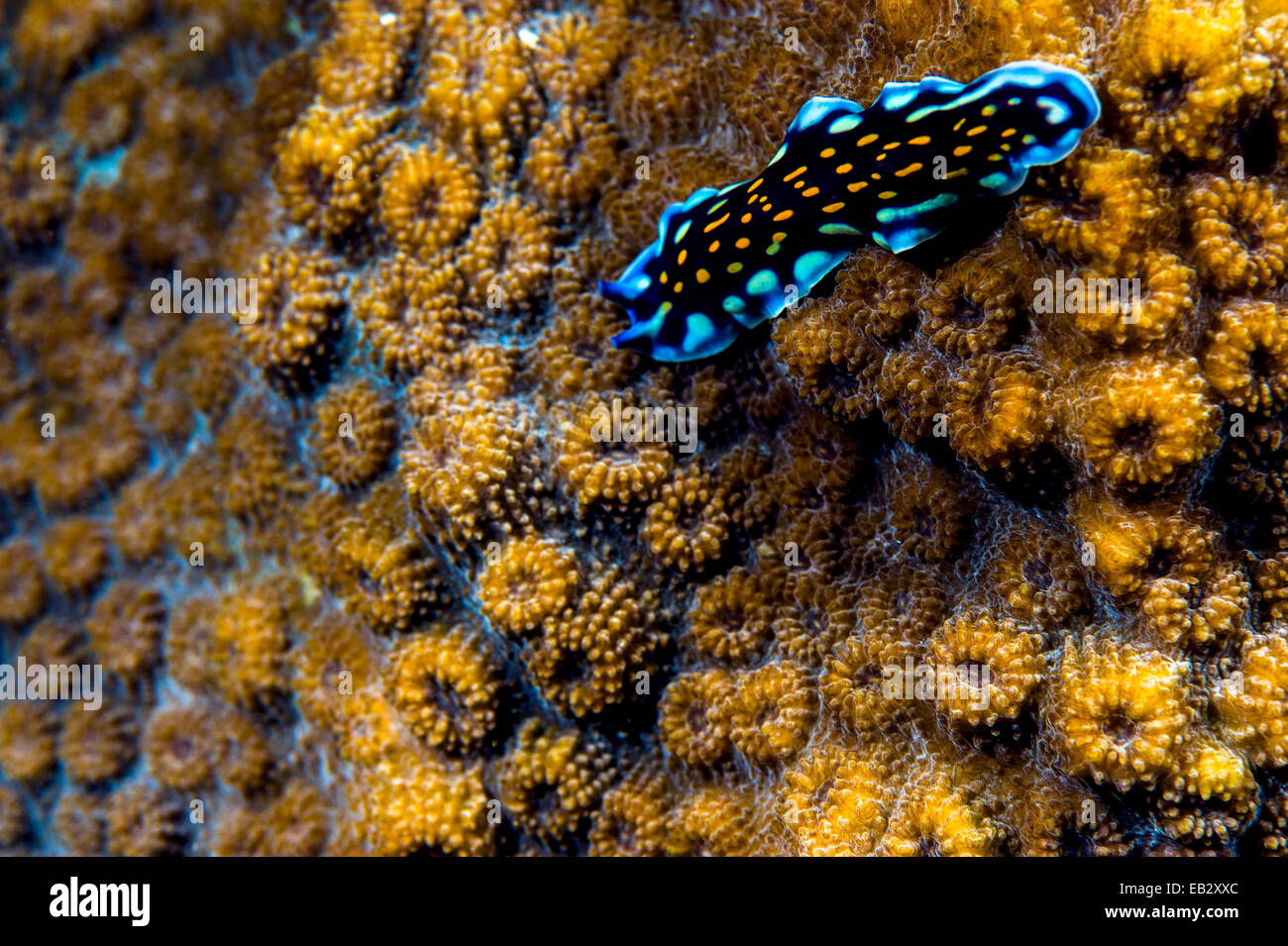 An elegant Linda's flatworm moves across the volcanic-like surface of a hard coral. Stock Photo