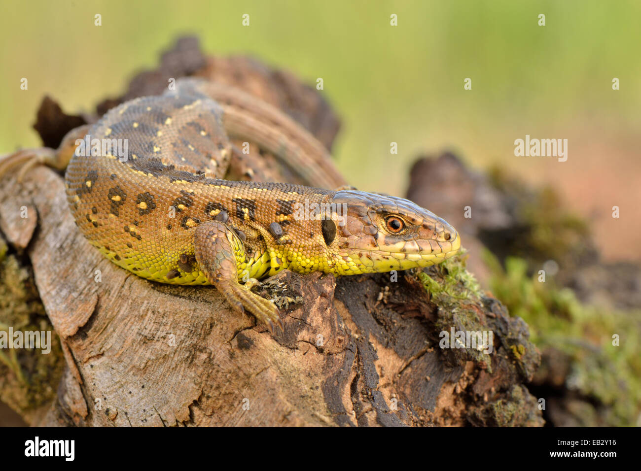 Sand Lizard (Lacerta agilis), female, basking in the sun, just before egg deposition, Dortmund, Ruhr district Stock Photo