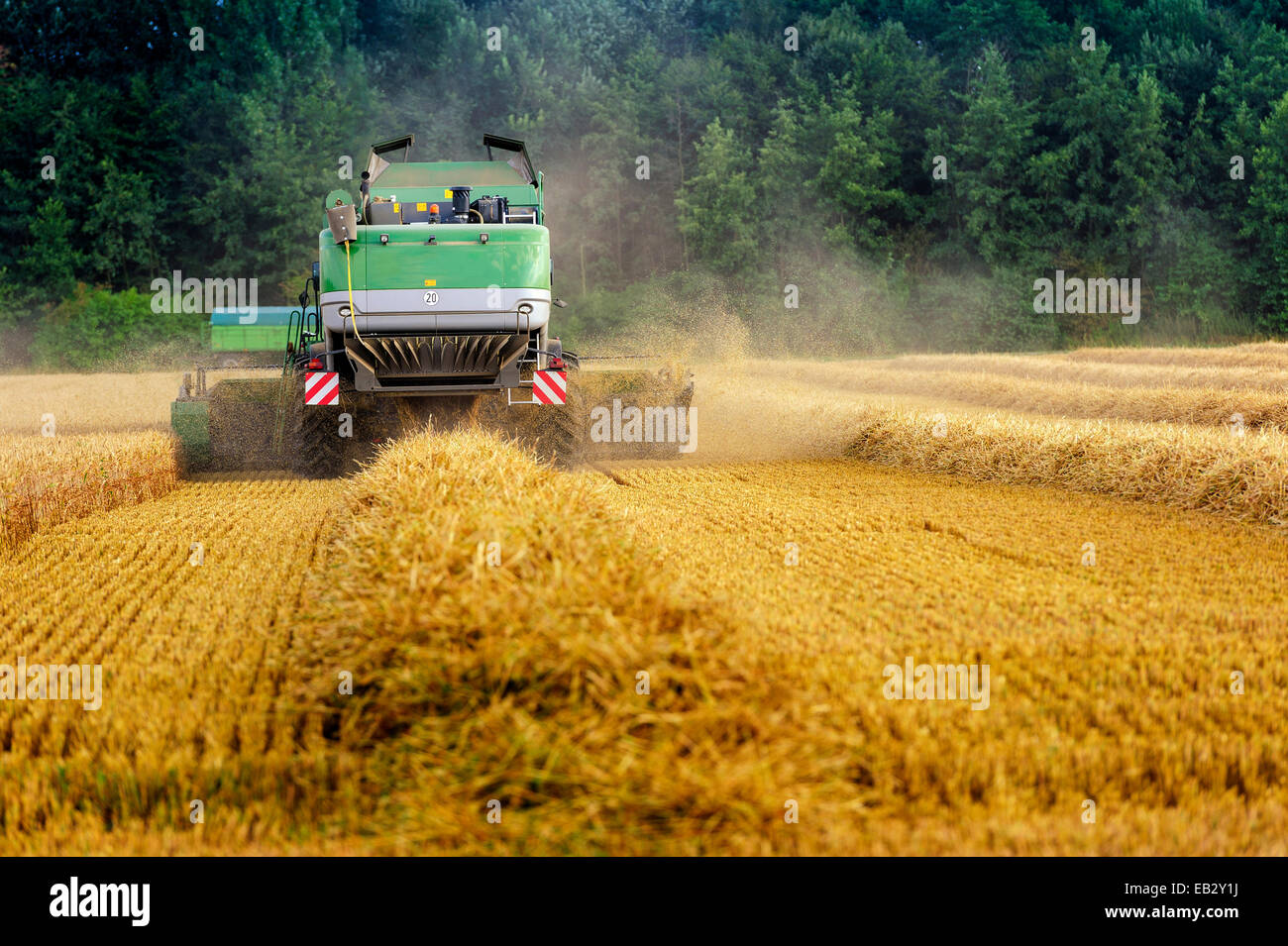 Combine harvester harvesting grain, Grevenbroich, North Rhine-Westphalia, Germany Stock Photo