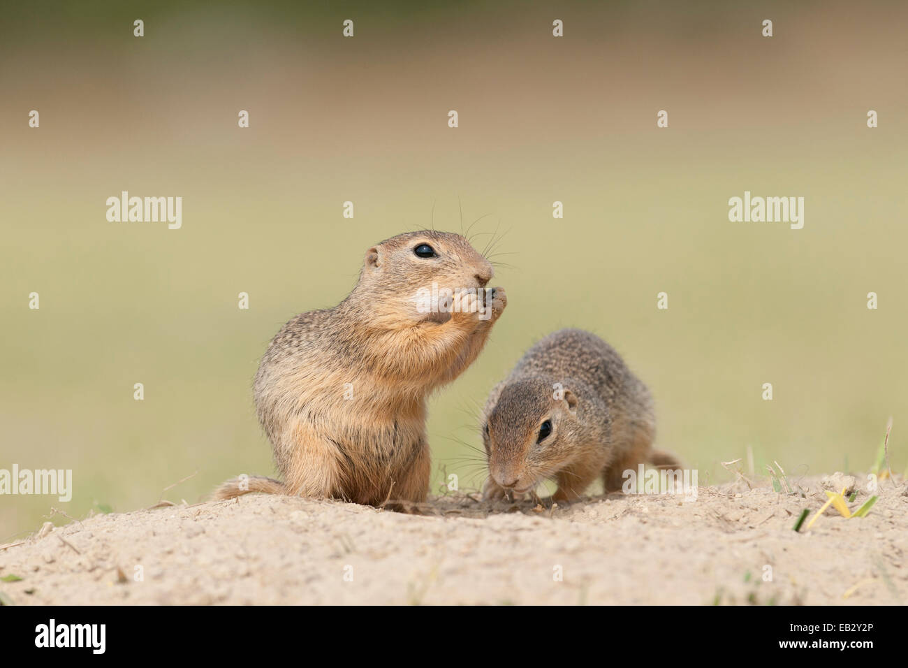 Two European Ground Squirrels or European Sousliks (Spermophilus citellus), Seewinkel, Burgenland, Austria Stock Photo