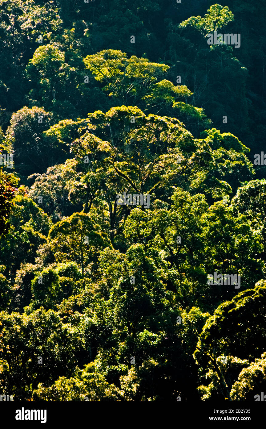 Tropical rainforest on the slope of Mount Salak, Gunung Halimun Salak National Park, West Java, Indonesia. Stock Photo