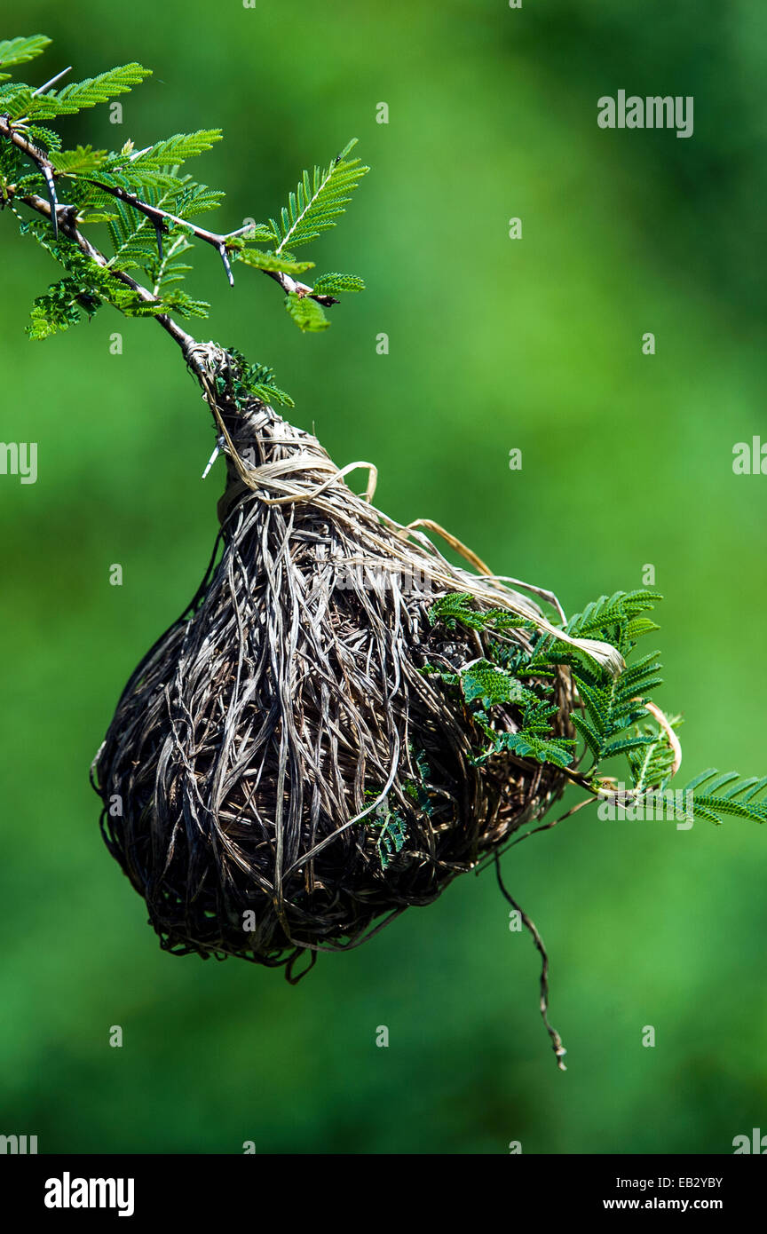 A nest of dry grass woven by a Lesser Masked Weaver hangs from a thorny Acacia tree branch. Stock Photo