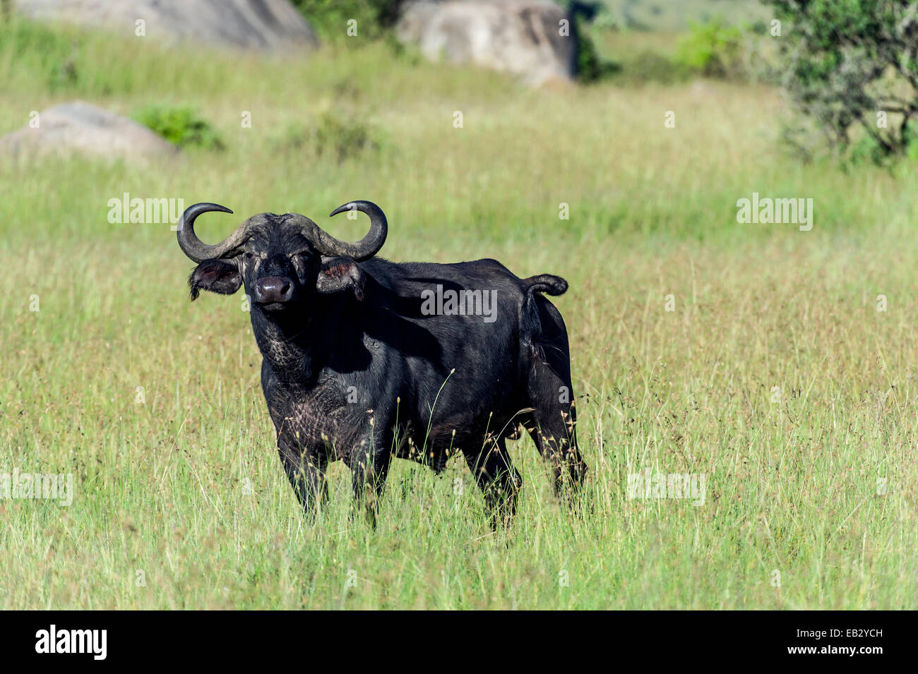 An alert African Buffalo with sharp horns standing on a grassland plain ...