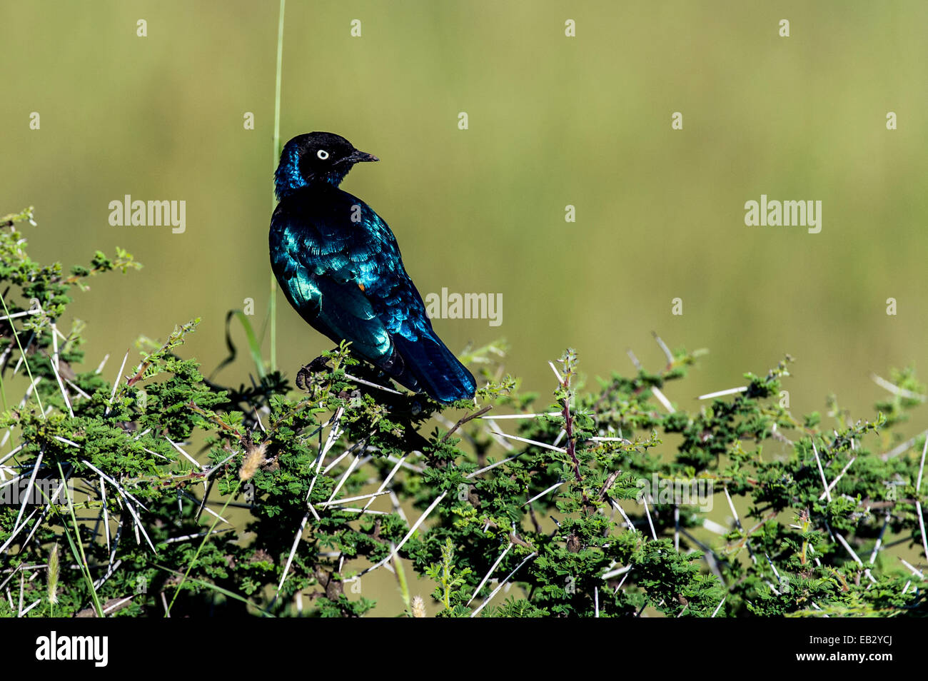 A Superb Starling roosting an a thorny acacia bush. Stock Photo