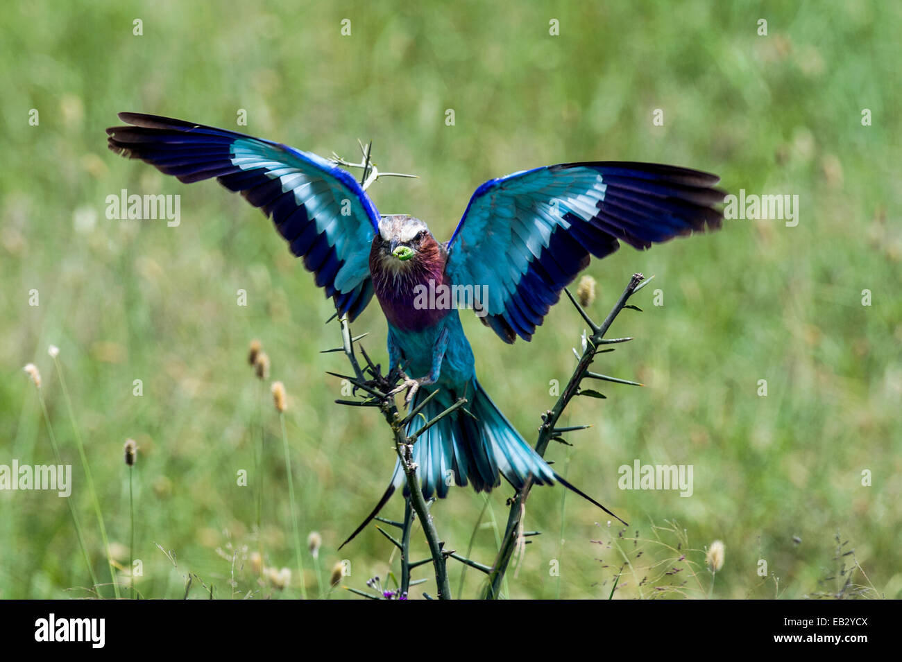 A colourful Lilac-breasted Roller landing on an thorny acacia bush with a caterpillar in it's beak. Stock Photo