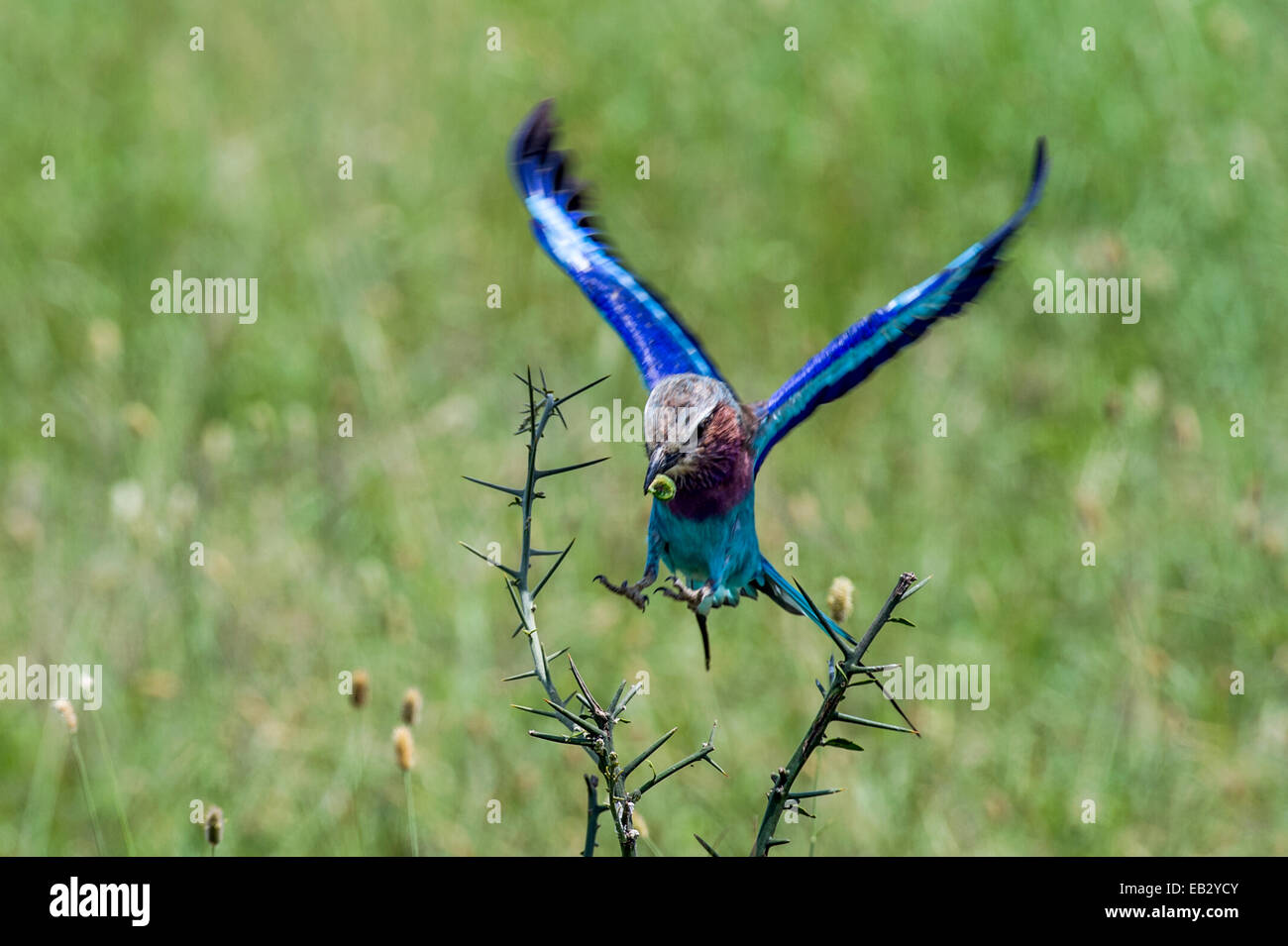 A colourful Lilac-breasted Roller landing on a thorny acacia bush with a caterpillar in it's beak. Stock Photo