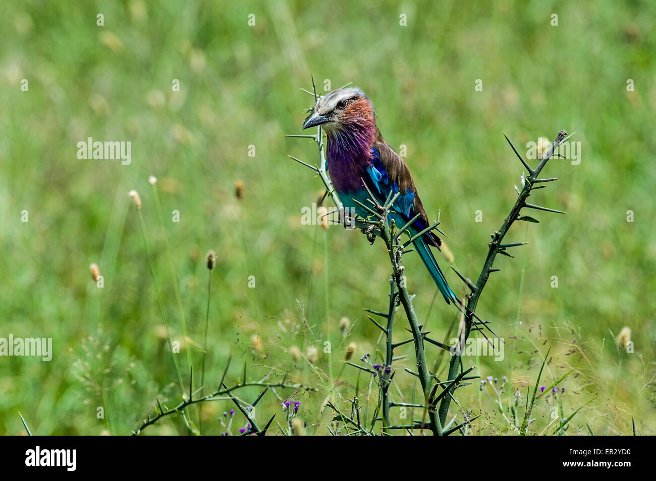 A colourful Lilac-breasted Roller perched on a thorny acacia bush. Stock Photo
