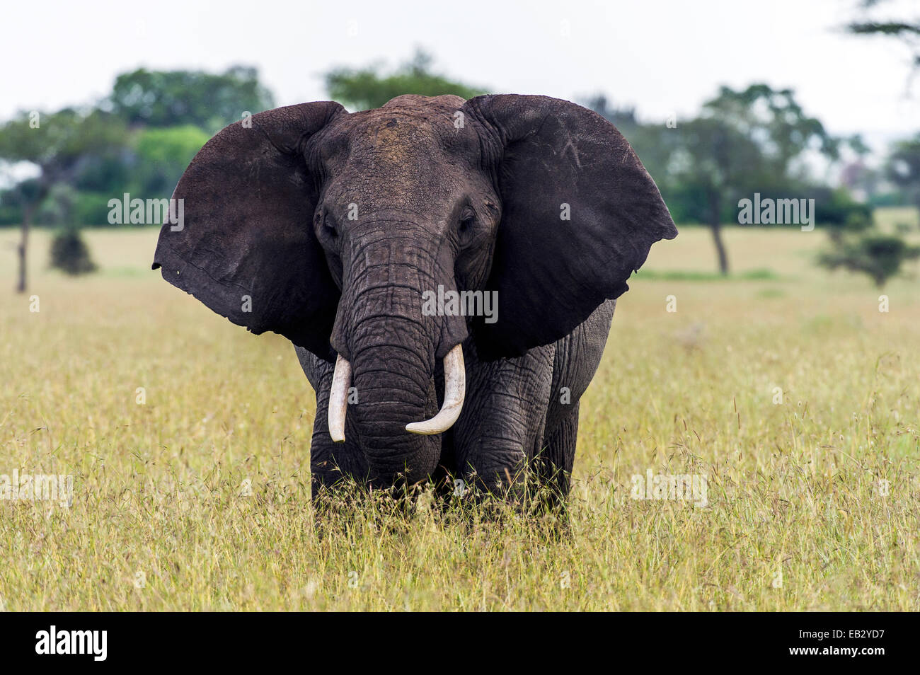 An African Elephant flapping it's ears whilst grazing on grasses on the savannah. Stock Photo