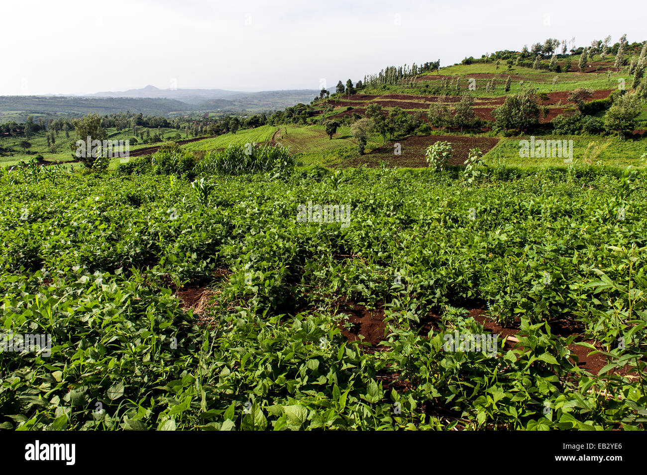 Lush, green farm crops growing in rows in rich volcanic soil on a hillside. Stock Photo