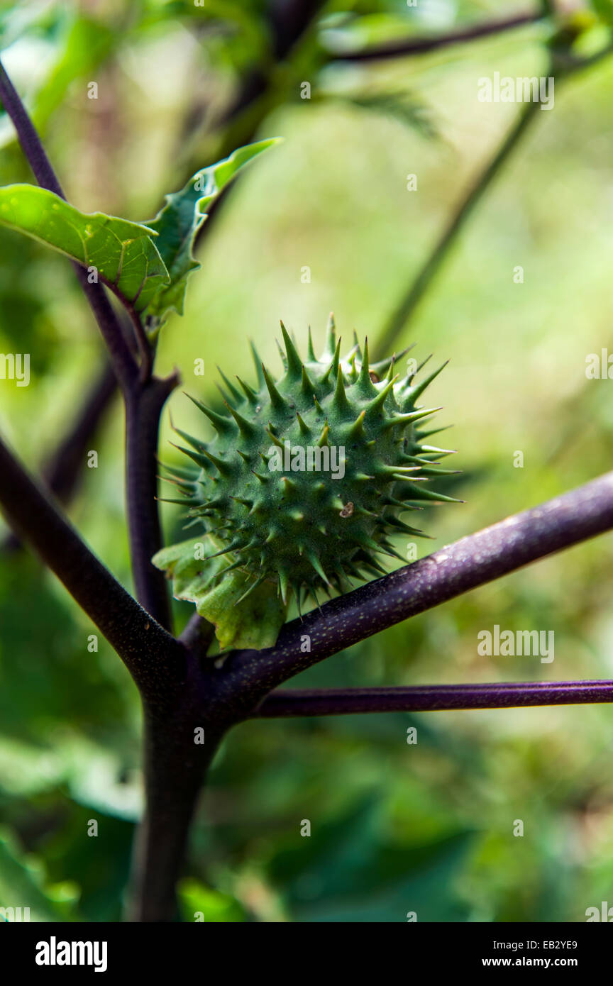 The spiny fruit of a toxic Datura plant cultivated for it's hallucinogenic properties. Stock Photo