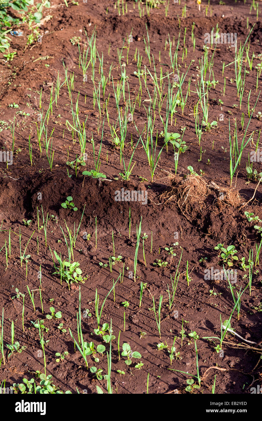 Young onion plants sprouting from rich volcanic soil in an organic garden. Stock Photo
