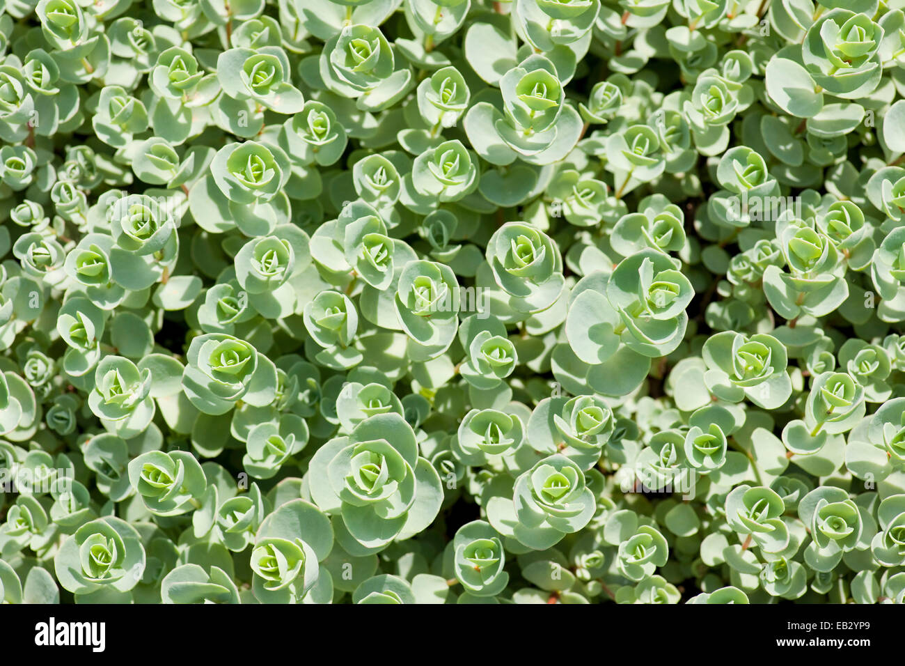 Pink Mongolian Stonecrop (Sedum ewersii), garden plant, native in the Western Himalayas and Mongolia, Thuringia, Germany Stock Photo