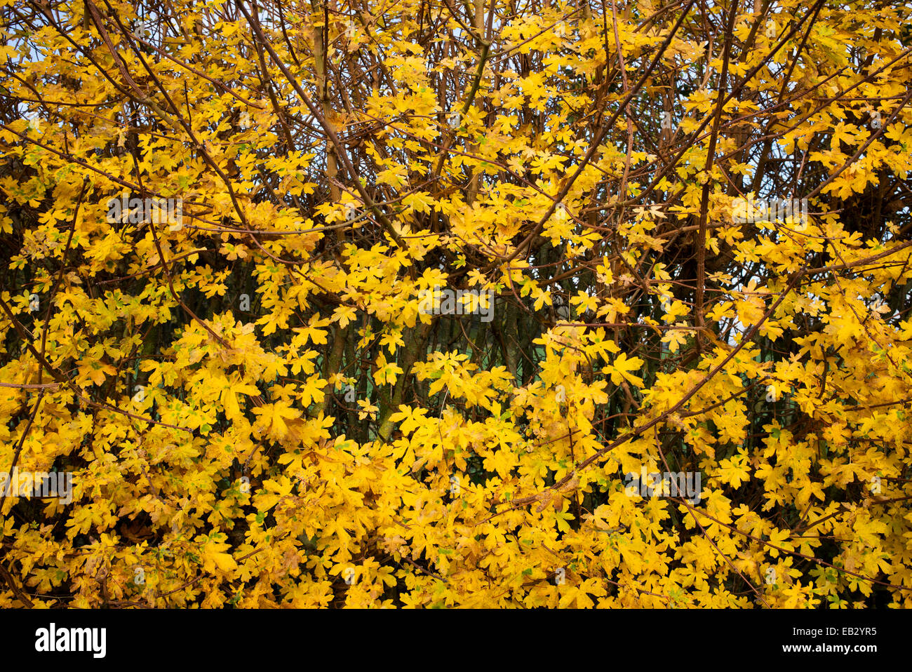 Acer Campestre Field Maple Hedge In Autumn Uk Stock Photo Alamy