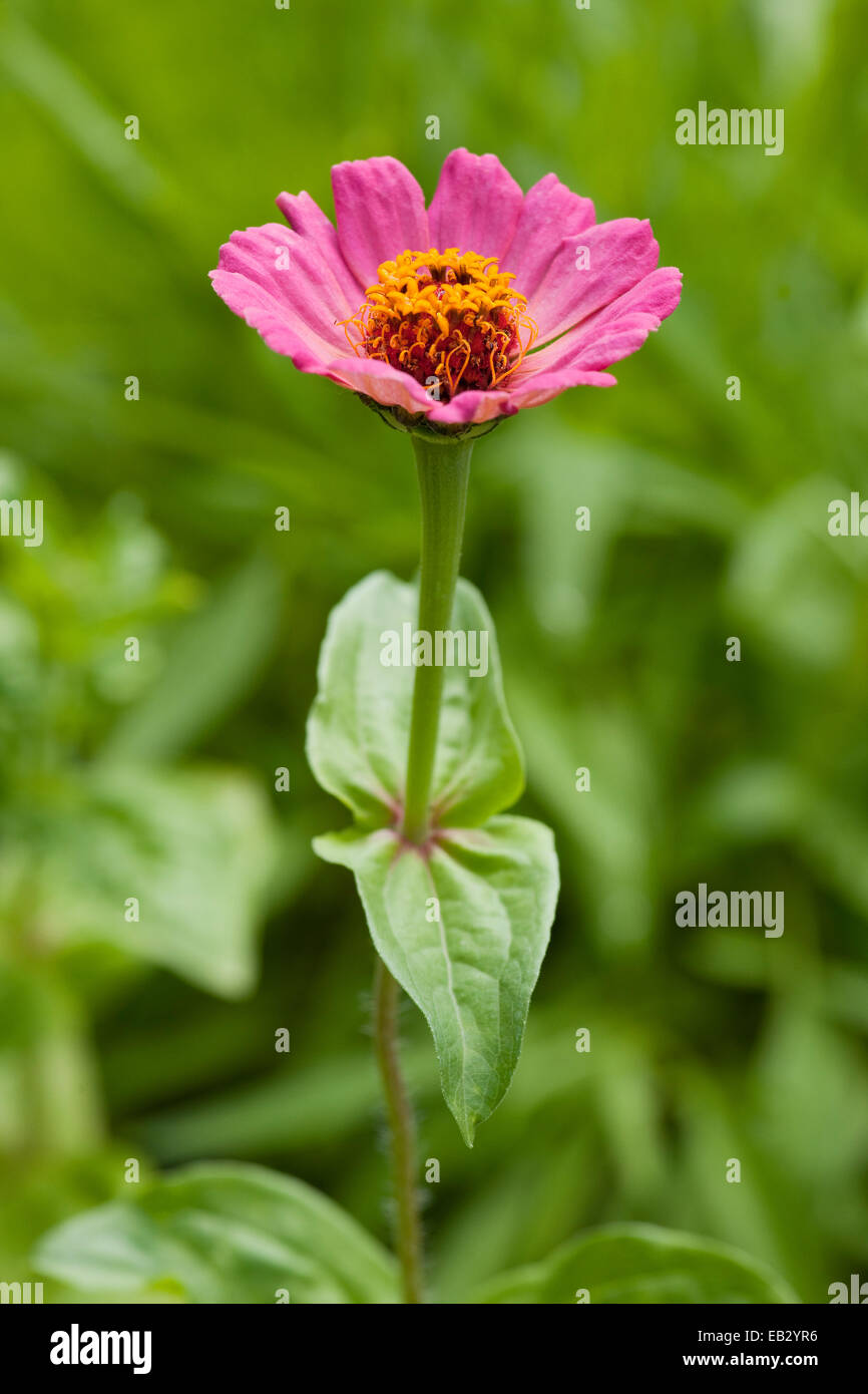 Zinnia "Royal Purple" (Zinnia elegans Zinnia violacea), flower, garden plant, Thuringia, Germany Stock Photo