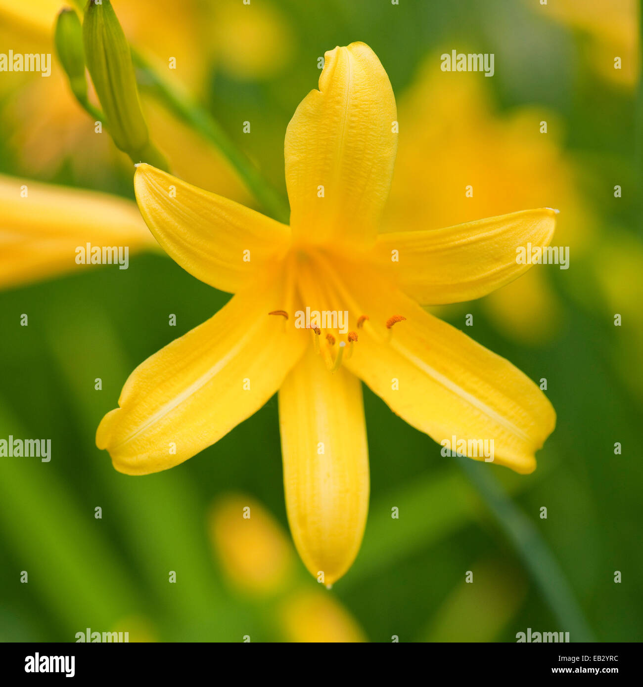 Daylily (Hemerocallis), flower, garden plant, native from Central Europe to East Asia, Thuringia, Germany Stock Photo