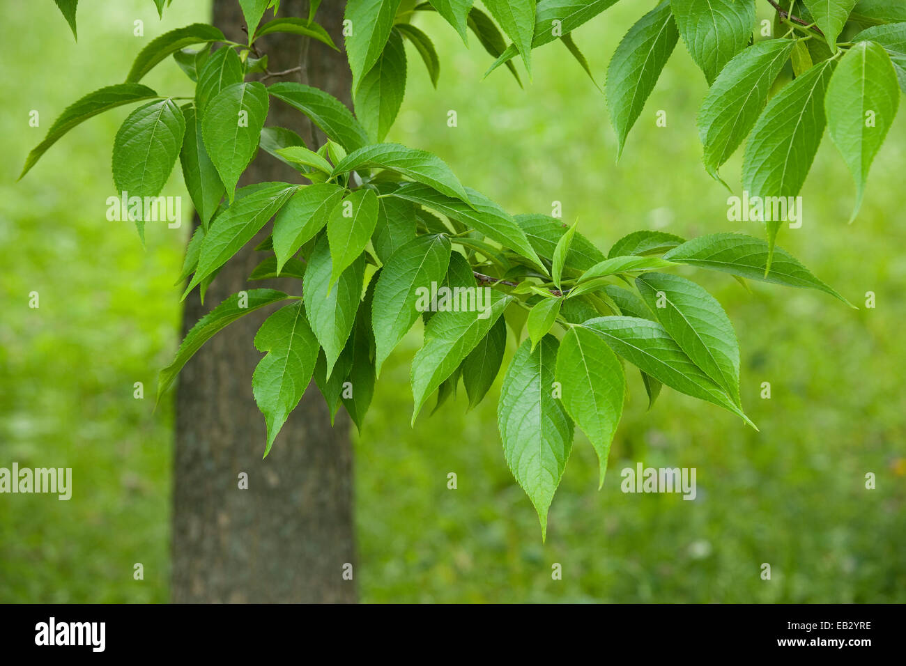 Hardy Rubber Tree ulmoides), leaves, native to central China