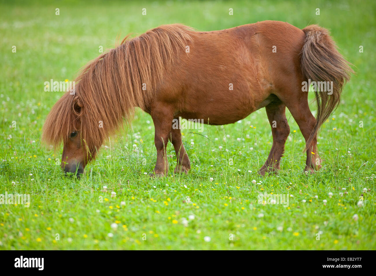 Shetland pony full body hi-res stock photography and images - Alamy