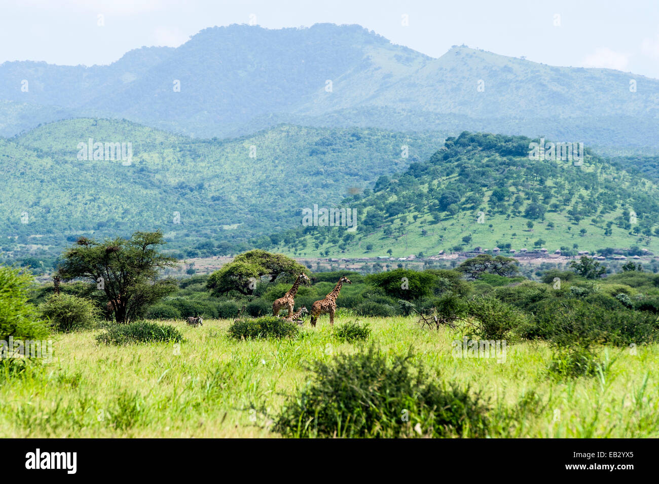 A Giraffe family browsing among open woodland at the foot of rugged hills. Stock Photo