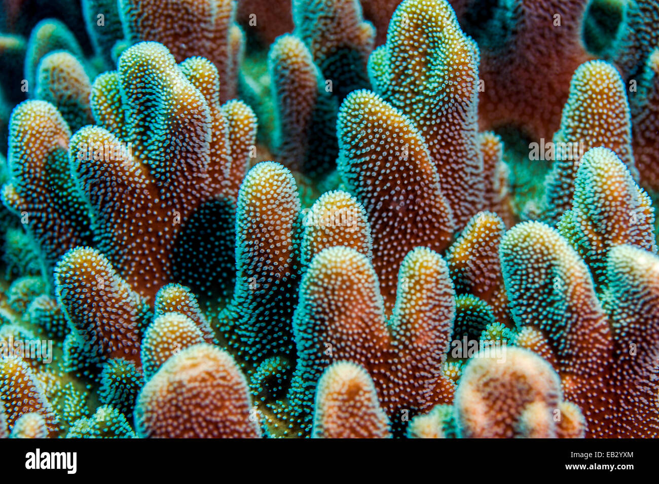 A colony of dome-like hard coral polyps feeding on a tropical reef. Stock Photo