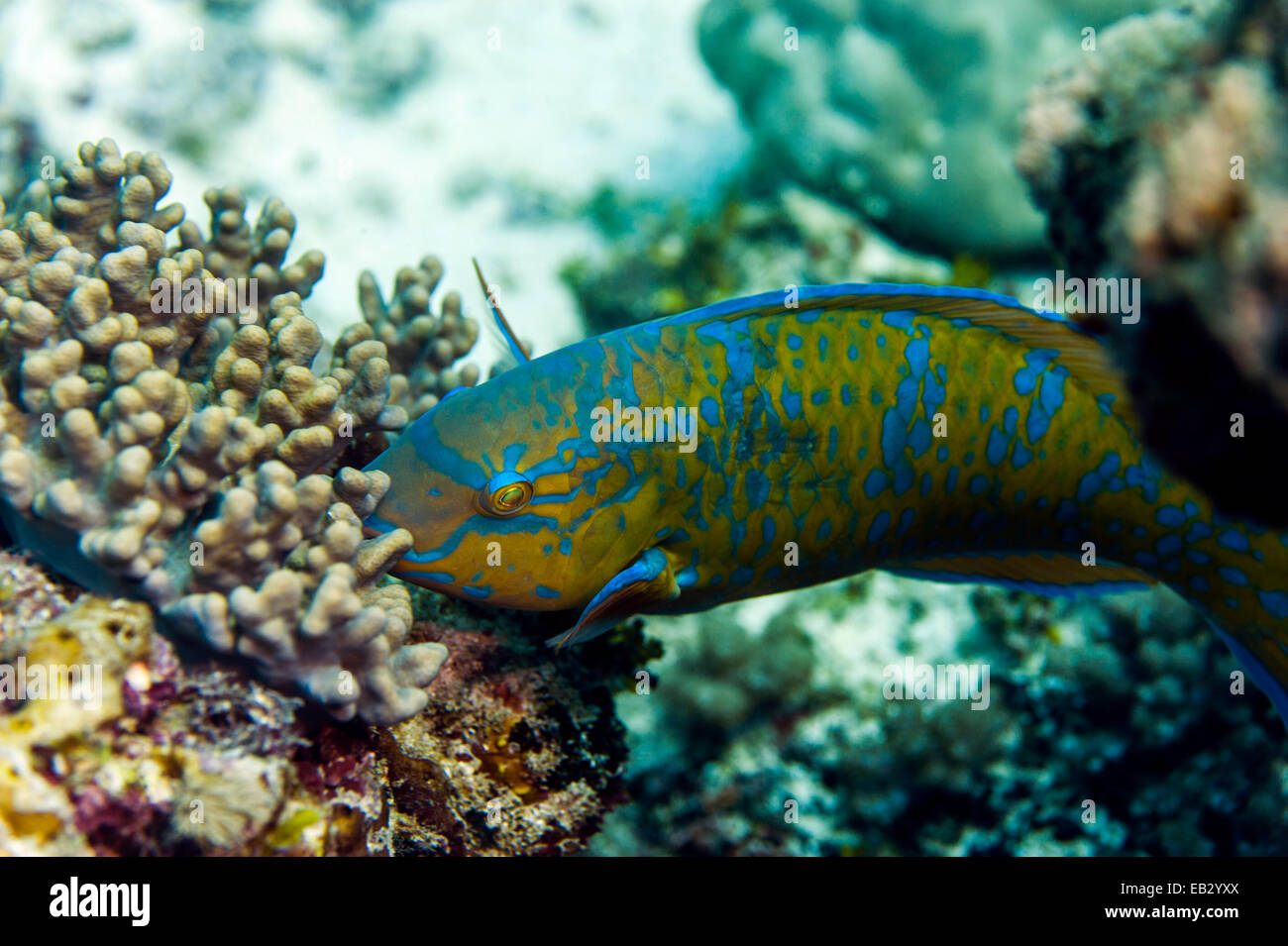 A Blue-barred Parrotfish feeding on a tropical coral reef using it's hard pointed beak. Stock Photo