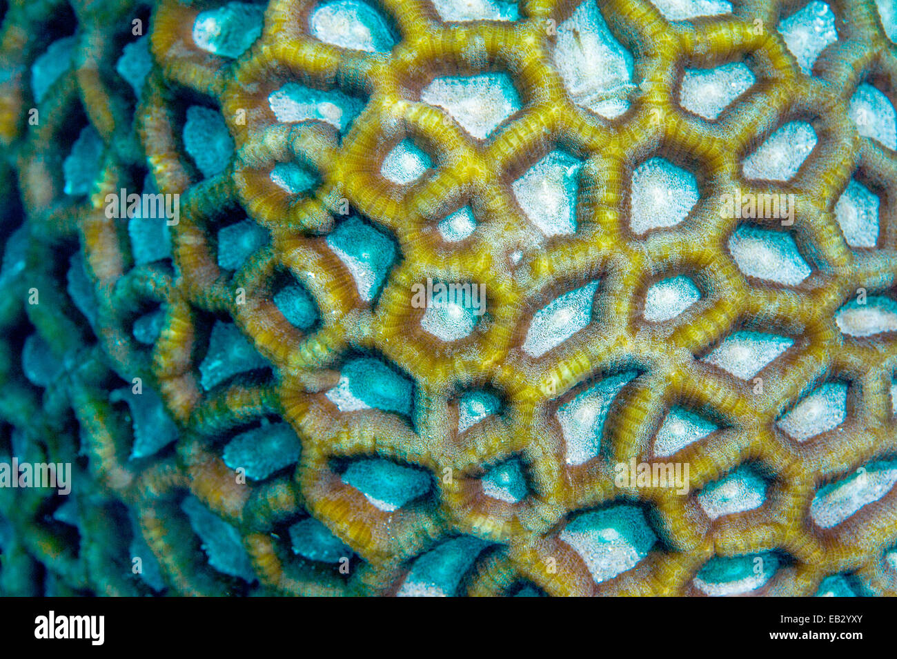 Ribbed compartments on the surface of a hard Brain Coral,  Platygyra crosslandi, on a tropical reef. Stock Photo