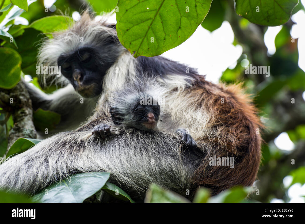 A Zanzibar Red Colobus sleeping in a Coral Rag Forest canopy with her infant. Stock Photo