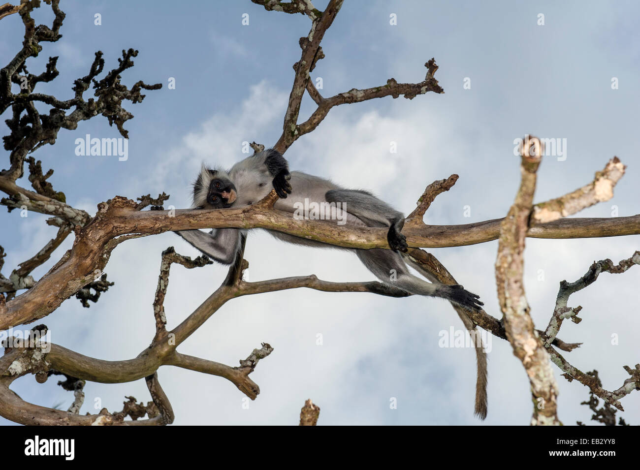 A Zanzibar Red Colobus sleeping in tree denuded by over-browsing. Stock Photo