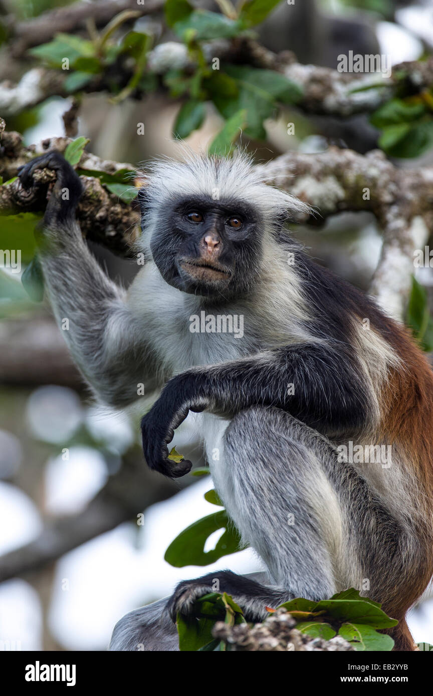A Zanzibar Red Colobus resting on a branch in a Coral Rag Forest Stock ...