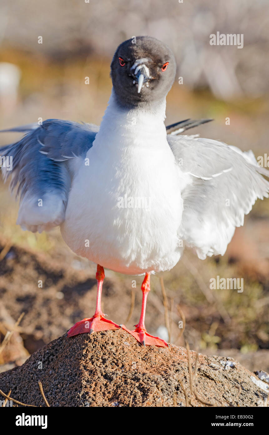 An endemic swallow tailed gull on North Seymour Island in Galapagos National Park. Stock Photo